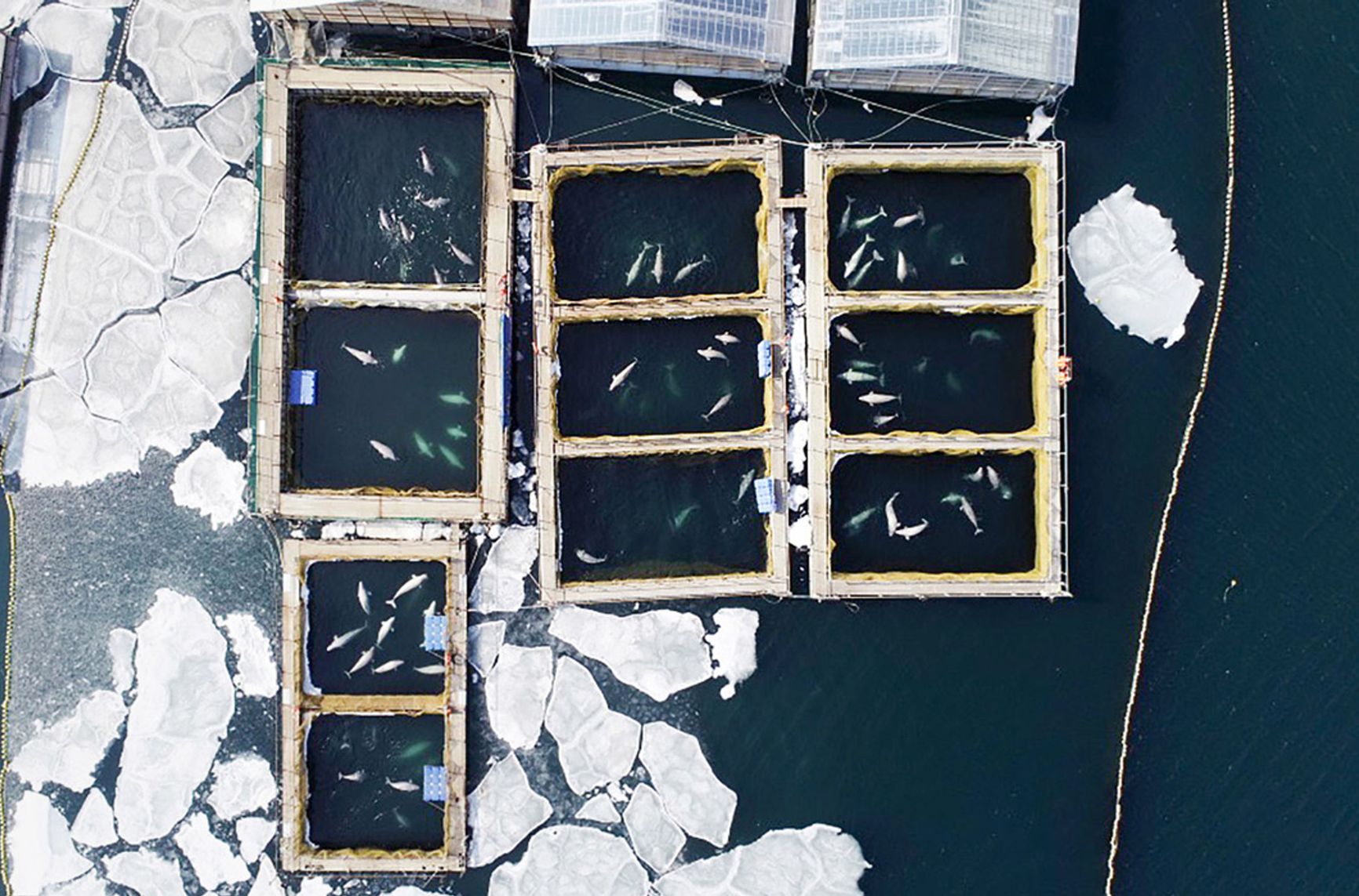 “Whale prison” in Primorye